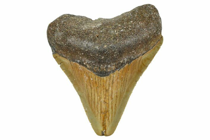 Serrated, Juvenile Megalodon Tooth - North Carolina #376550
